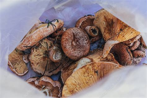 Fresh Harvested Mushrooms Stock Image F0345879 Science Photo Library