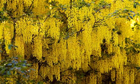 How Does The Laburnum Tree Produce Arsenic Trees And Forests The