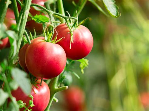 Tomato Plants And Temperature Lowest Temperature To Grow Tomatoes