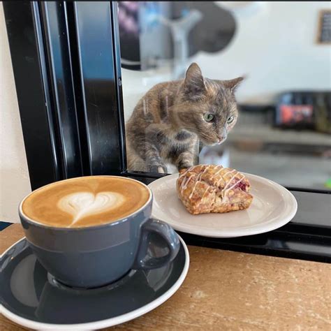The Newest Birmingham Cat Cafe Is Coming And It Looks Paw Some Watv