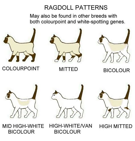 COLOUR AND PATTERN CHARTS | Ragdoll cat, Cat ragdoll, Ragdoll kitten