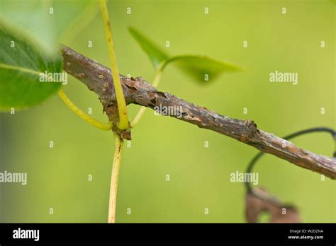 Nectria Pear Canker Neonectria Ditissima Lesion With Living Green And