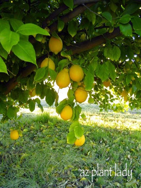 Når det er sagt, er der nogen saltbestandige citrusfrugter og / eller er der nogen måder at forvalte saltholdighed i citrus træer på? Got Lemons? Make Your Own DIY Citrus Salt (With images ...