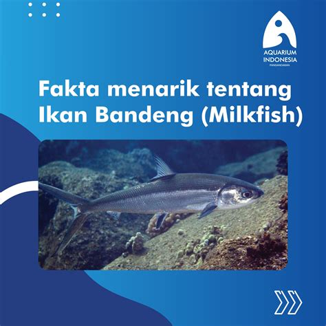 Hidup di 2 Dunia, Berikut Fakta dan Manfaat Ikan Bandeng Yang Jarang