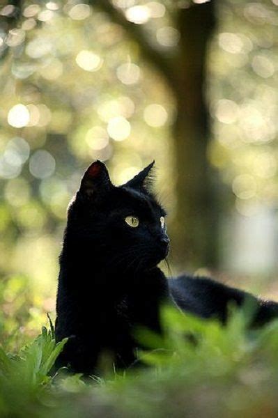 Image Result For Black Cat With Amber Eyes Outside With Images