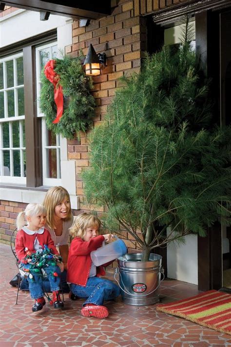 Choosing A Real Christmas Tree How To Shop For The Right Christmas