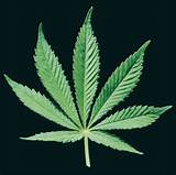 Marijuana Leaf Images Photos