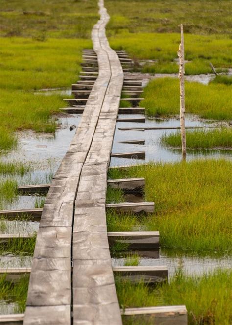Wooden Wet Pathway Through Swamp Wetlands With Small Pine Trees Marsh