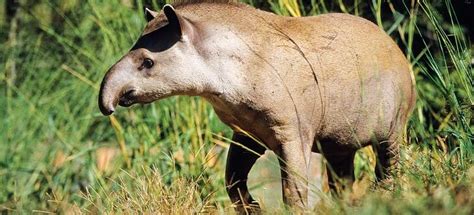 Dieses ist ein tapir mit tinten und gelschreiber getan. Tapir - der Dino aus dem Regenwald - Abenteuer Regenwald