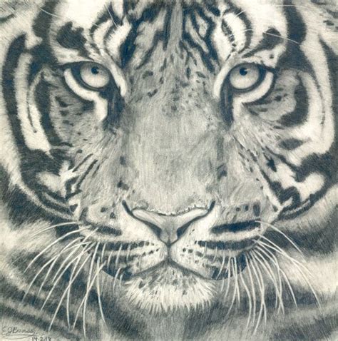 All the best black and white face sketch 33+ collected on this page. Tiger Face Black and White Realistic Pencil Drawing by ...
