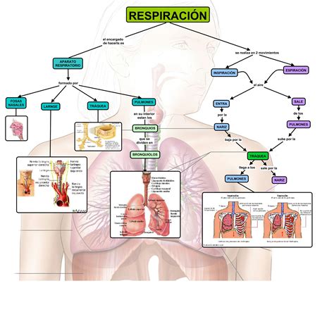 Hacemos Un Organizador Visual Para Explicar El Aparato Respiratorio Del