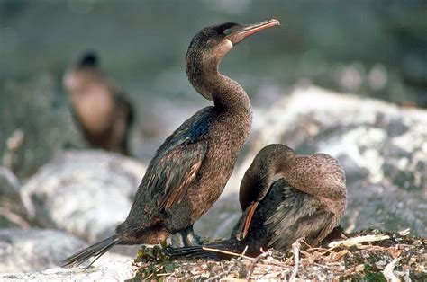 Flightless Cormorant Phalacrocorax Harrisi Galapagos Pictures And