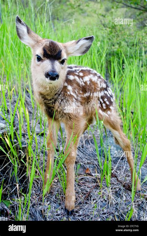 Newborn Mule Deer Fawn Odocoileus Hemionus Okanagan Valley Southern