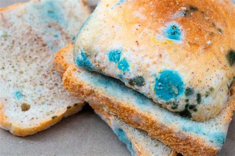 White Bread Mold Explanation Different Types And How To Identify Them