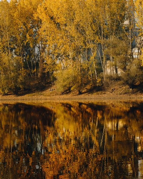 Free Picture Autumn Majestic Lakeside Reflection Water Natural