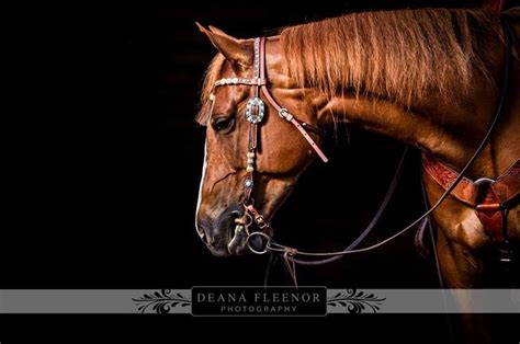 Pin On Equine Photography