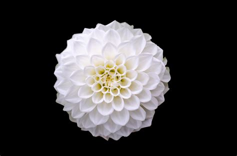 1000 Beautiful Single Flower Photos · Pexels · Free Stock Photos