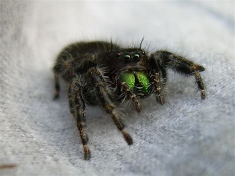 How to get rid of spiders in the. Jumping Spider | I was going outside, opened the basement ...