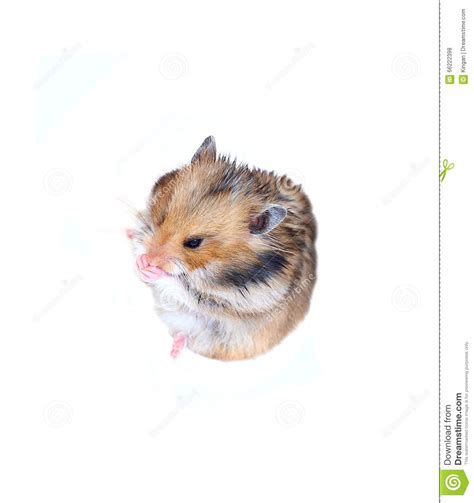 Brown Syrian Hamster Sits And Washes Muzzle Stock Photo Image Of