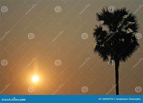 Sunset And Palm Tree In The Evening Stock Photo Image Of Rural