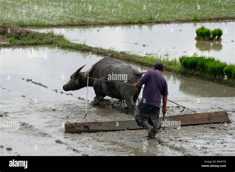 A Filipino Farmer Prepares The Field For Rice Planting Using Carabao