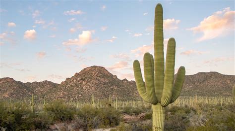 Where Do Saguaro Cacti Grow