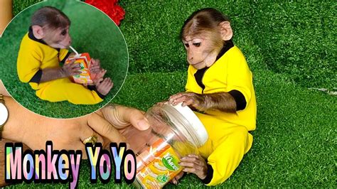 Monkey Yoyo Jr Seeks To Get Milk In A Box Monkey Baby Yoyo Youtube