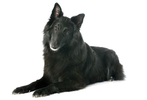 Belgian Shepherd Dog Groenendael Breed Guide Petbarn