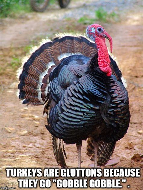 gluttonous turkeys imgflip