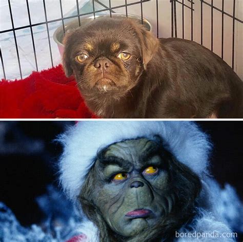 People Are Submitting Pics Where Their Dogs Look Like Something Else