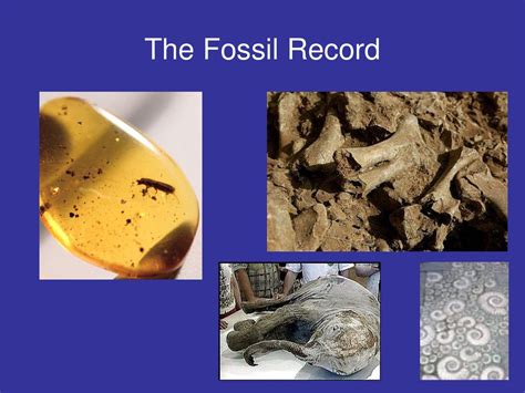 The Fossil Record Ppt Download