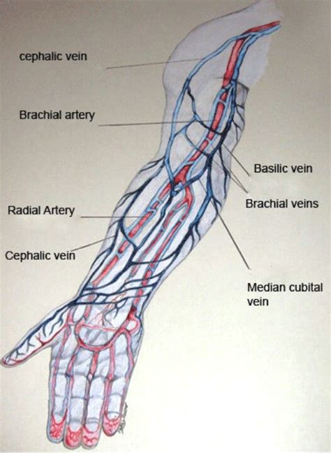 Printiable Mape Of Arteries And Viens Key To The Arterial Anatomy Of