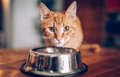Nutritional needs, 2 very important words. Croquettes for Home-Made Cats | Akira Cat Solon