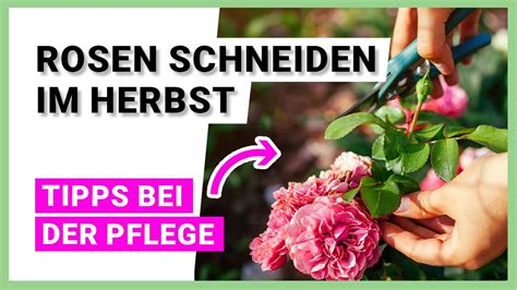 Rosen Schneiden Im Herbst Tipps Bei Der Pflege Youtube