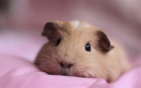 Guinea Pigs Welcome To Your Pet Space