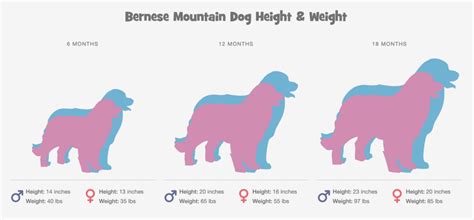 Berner Puppy Growth Guide Pb On Life