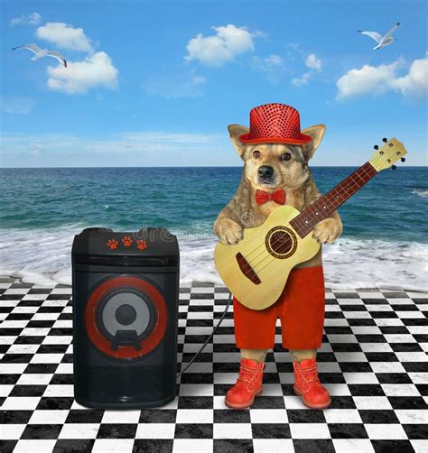 Dog Plays Guitar On Seashore Stock Image Image Of Musician
