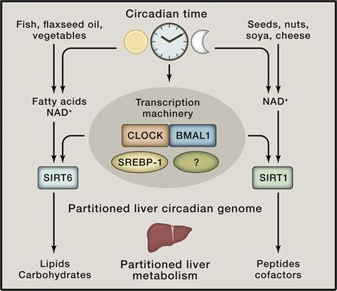 Time For Food The Intimate Interplay Between Nutrition Metabolism