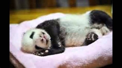 Baby Pandas Youtube