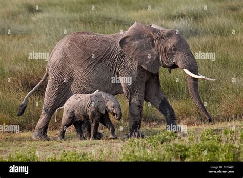 African Elephant Loxodonta Africana Mother And Baby Serengeti