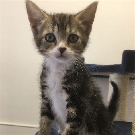 Maybe you would like to learn more about one of these? nci0271-frajita-grey-tabby-white-belly-male-kitten ...