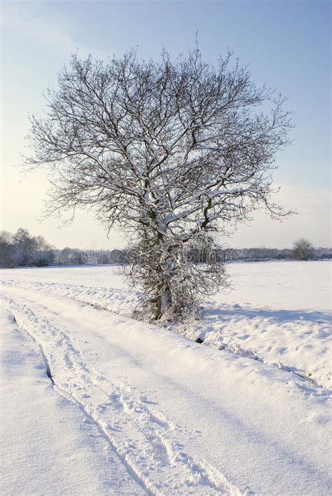 Lone Winter Tree Stock Photo Image Of Tree Kent Winter 32212146