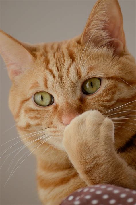 5 Reasons Why We Love Orange Tabby Cats Cat Fancast