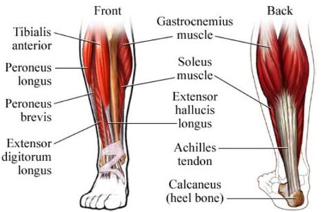 Leg Structure Muscles Nerves Bones Anatomy And Function Science