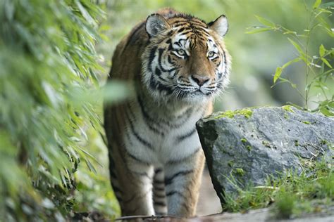 Zoo Keepers Hope Romance Will Blossom For Endangered Tiger
