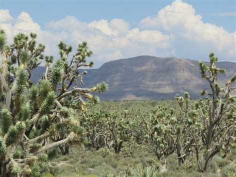 Grapevine Mesa Joshua Trees Meadview 2020 All You Need To Know