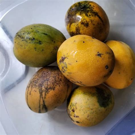 Jamaican Hairy Mangoes Jamaican Recipes Mangoes Fruit