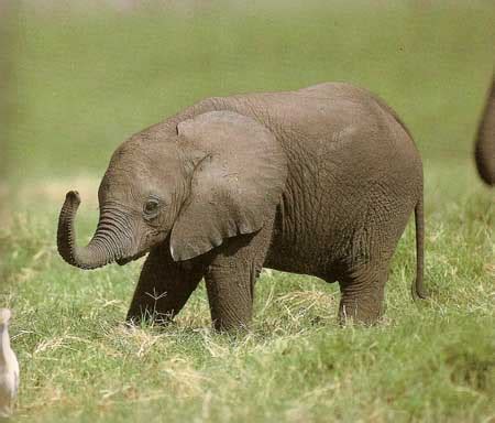 5.123 baby elephant foto's en beelden. Baby Elephant, Cute Elephant Picture, #922