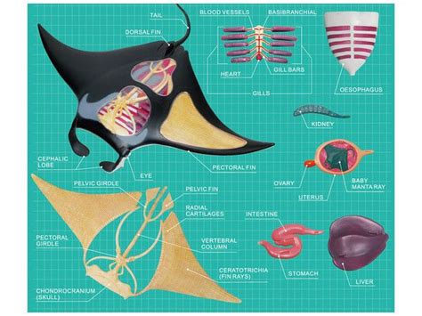 Manta Ray Model Kit Manta Ray Manta Marine Biology
