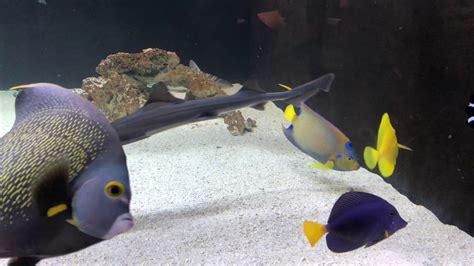 Adult Queen And French Angel Fish Youtube